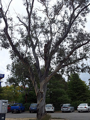 Gumtrees in carparks. Just one of the things I miss about Australia.